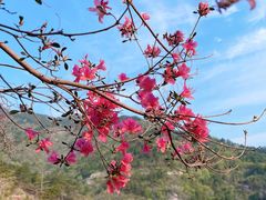 -木兰云雾山