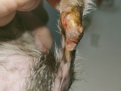 -爱侣宠医·鹦鹉专科·小型哺乳类·异宠专科(灵石路店)