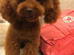 -犬也宠物造型(恒茂国际都会商业街店)