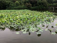 -龙头寺公园