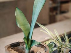 -日晒七里RiShine Miles(长白店)