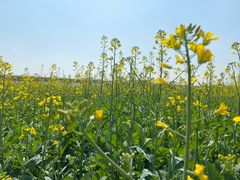 -光明小镇欢乐田园