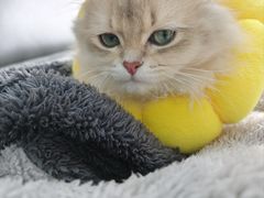 -派特宠物医院(圆融广场店)