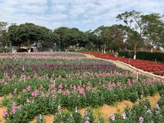 -松山湖梦幻百花洲