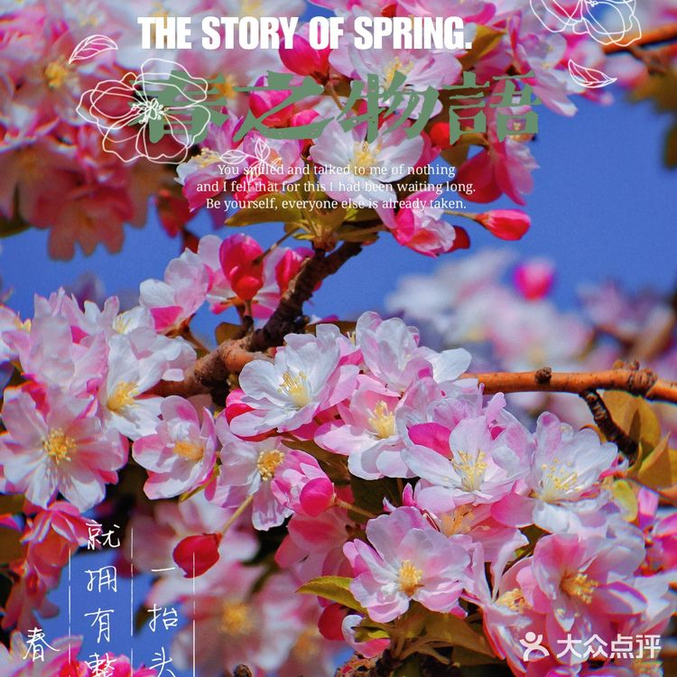 🌸京城赏花攻略|北土城地铁口,让你免费拥抱海棠花海🌷