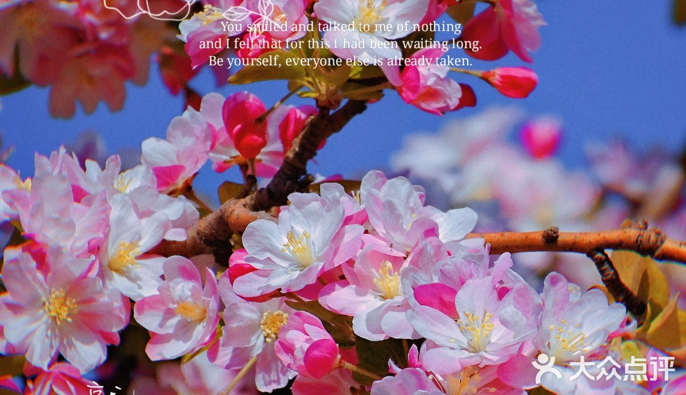 🌸京城赏花攻略|北土城地铁口，让你免费拥抱海棠花海🌷