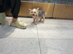 -FAELING PETS美天灵宠物(富力广场店)