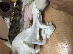 -中农大我爱我爱24h动物医院·中医针灸·猫专科·骨科医疗中心(双井店)