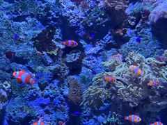 -新加坡海洋生态馆