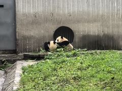 -卧龙中华大熊猫苑神树坪基地