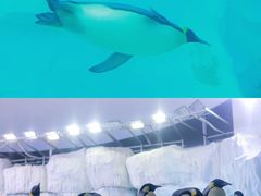 -珠海长隆海洋王国