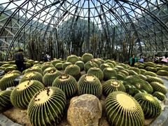 -深圳仙湖植物园
