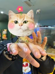 -神奇动物撸宠馆·羊驼·小浣熊·异宠(豫园店)
