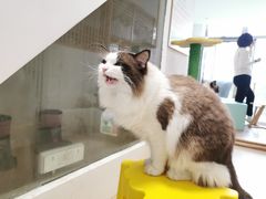 -猫在这儿猫咪咖啡馆·撸猫馆