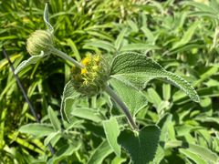 -上海植物园-4号门售票处