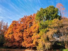 -上海共青森林公园