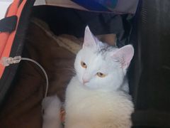 -北京观赏动物医院·24小时大型综合·猫专科·异宠专科
