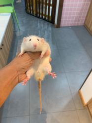-Moni星球萌宠·小马宝莉·灵蛇·高端高阶全萌宠互动体验俱乐部(红豆国际广场店)