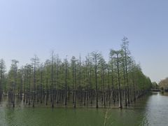 -泗洪洪泽湖湿地景区