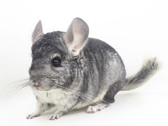 -龙猫仔乐园(惠福东路店)