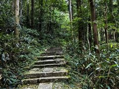 -天目山大树王景区