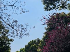 -杭州半山国家森林公园