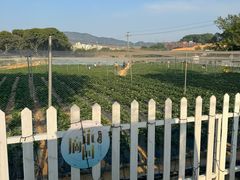 -光明农场大观园