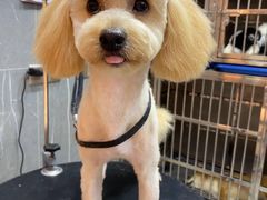 -悠尼宠物·独立低压伊珊娜洗护·美容·寄养(兰谷路店)