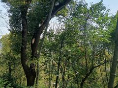 -上海佘山国家森林公园天马山园