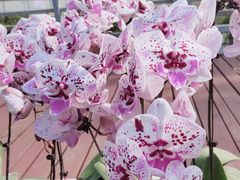 -海心沙亚运公园