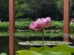 -陈家山荷花公园