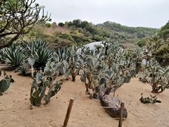 -深圳仙湖植物园