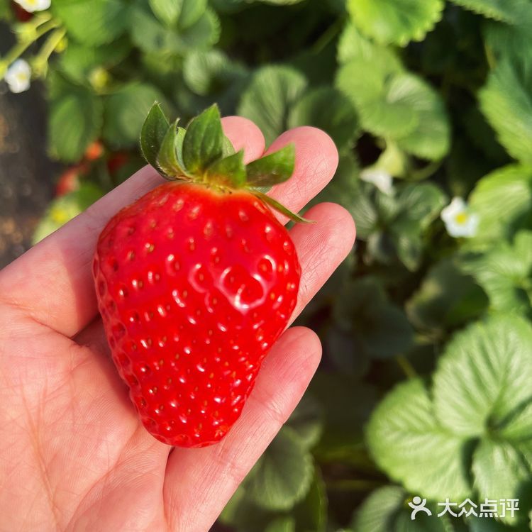 草莓🍓草莓🍓 你想我莓