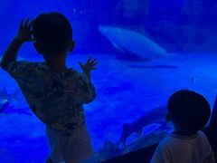 -烟台海昌鲸鲨海洋公园