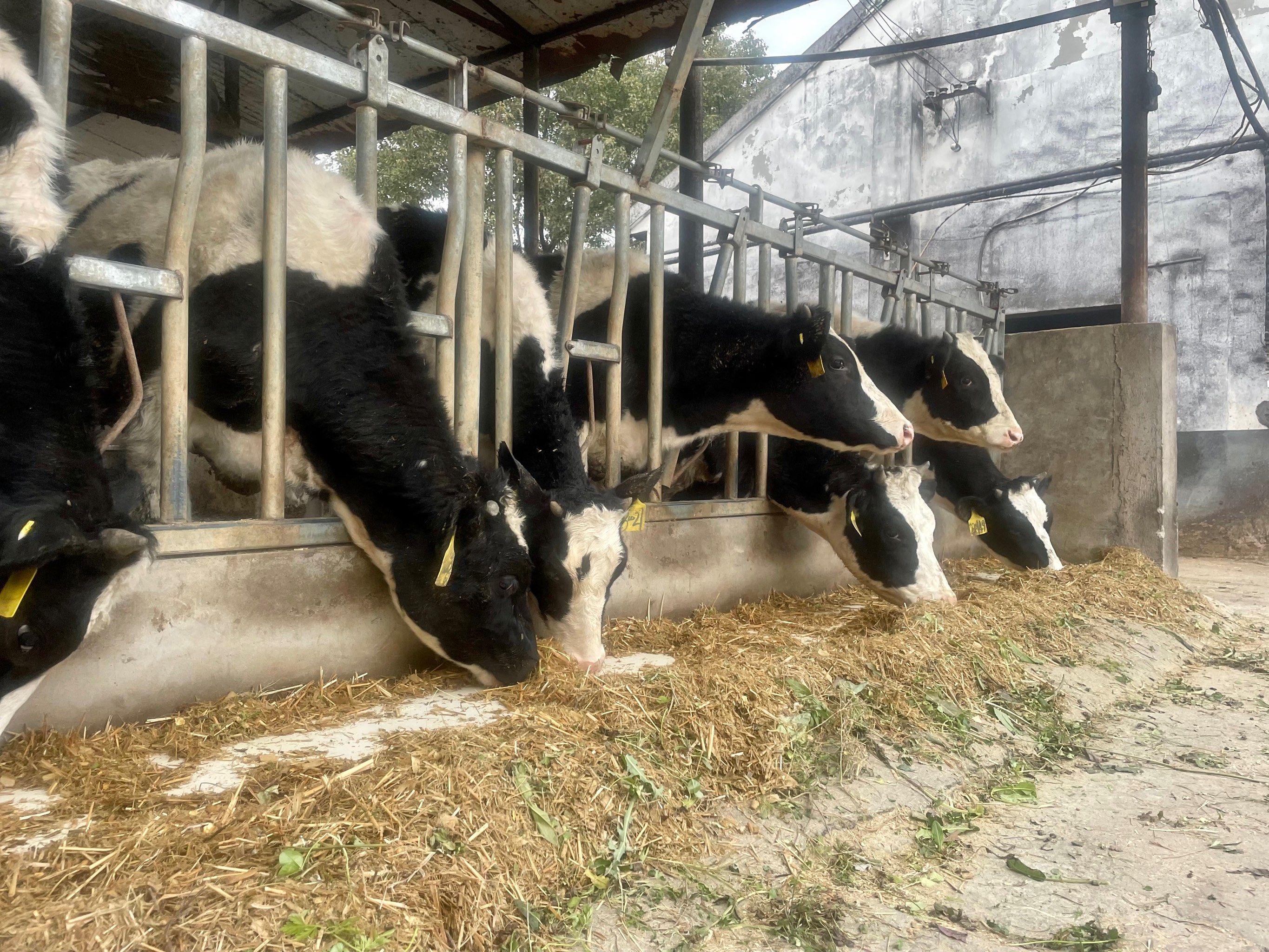 嘉兴的奶牛场太适合遛娃了!