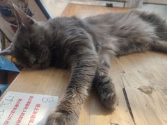 -猫小院猫主题咖啡厅(北锣店)