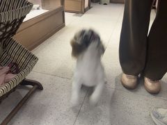 -FAELING PETS美天灵宠物(富力广场店)