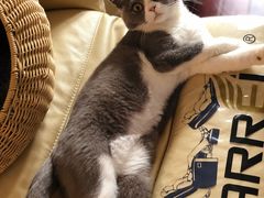 -Bastet sally猫舍购宠(静安店)