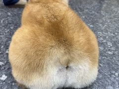 -瑞鹏宠物医院华南总院·夜诊·心脏科·骨科