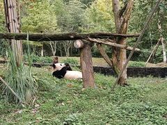 -都江堰中华大熊猫苑