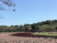 -丹樱生态园
