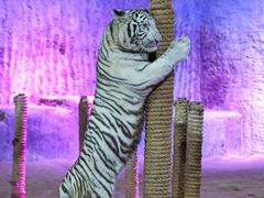 -清迈夜间动物园