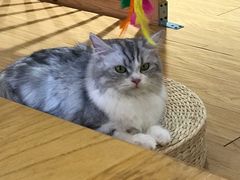 -猫にゃん · 猫的隐藏屋猫咖(麦地旗舰店)