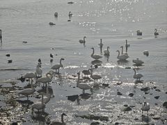 -烟墩角天鹅湖