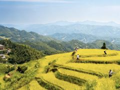 -紫鹊界梯田景区