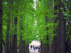 -上海滨江森林公园