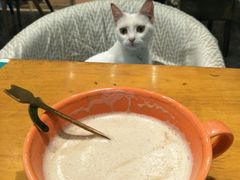 -猫色咖啡·猫咖