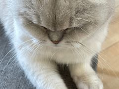 -Let's go狗咖·猫咖·奶狗·桌游(春熙路IFS店)