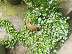 -院子餐厅·大锅菜·老杭帮(桥西直街店)