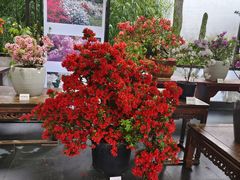 -杭州植物园